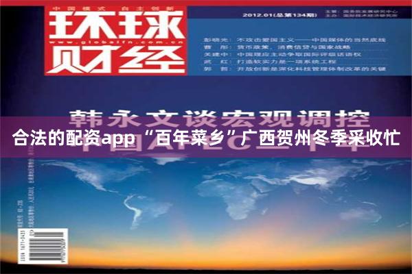 合法的配资app “百年菜乡”广西贺州冬季采收忙